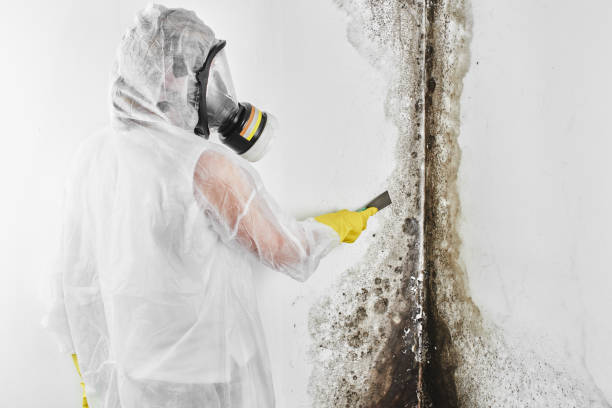 Best Affordable Mold Removal  in Stow, OH