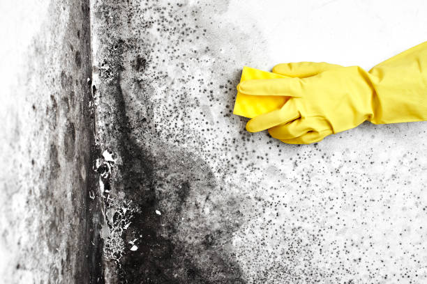 Best Black Mold Removal  in Stow, OH