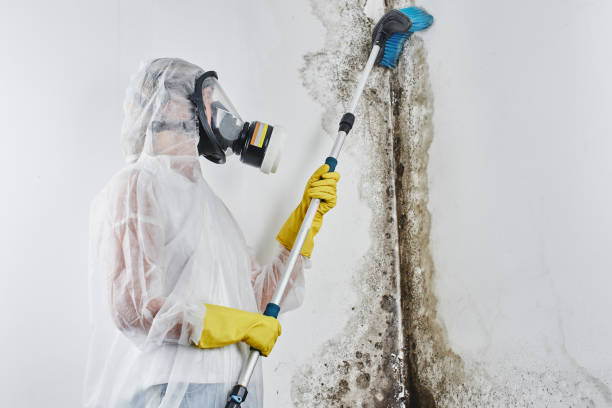 Best Commercial Mold Removal  in Stow, OH