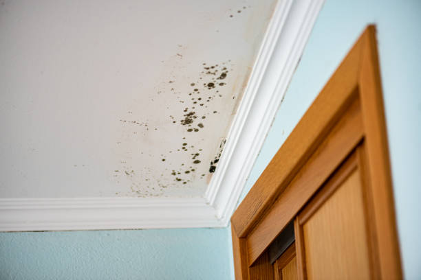 Best Residential Mold Removal  in Stow, OH