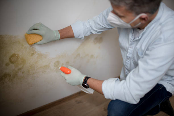 Best Certified Mold Removal  in Stow, OH