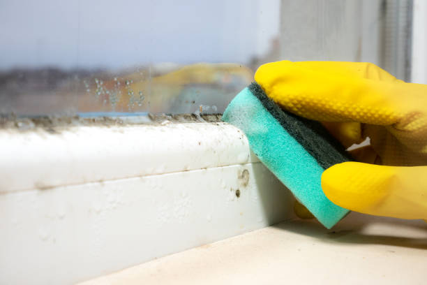 Best Certified Mold Removal  in Stow, OH