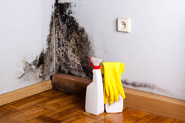 Best Black Mold Removal  in Stow, OH