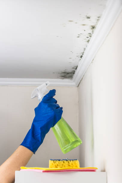 Best Mold Removal Specialists  in Stow, OH